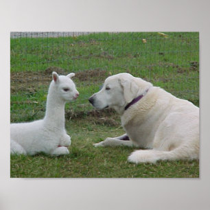 Anatolian Shepherd and Alpaca Cria Poster