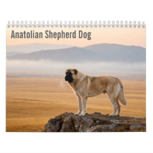 Anatolian Shepherd Dog 2027 Wall Calendar