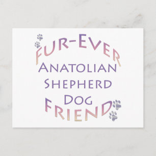 Anatolian Shepherd Dog Furever Postcard