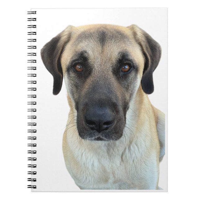 Anatolian Shepherd Dog Spiral Notebook (Front)