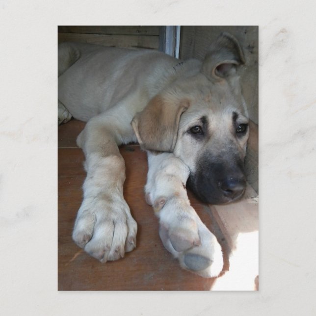 Anatolian Shepherd Puppy Postcard (Front)