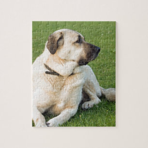 Anatolian Shepherd Relaxing in Grass Jigsaw Puzzle