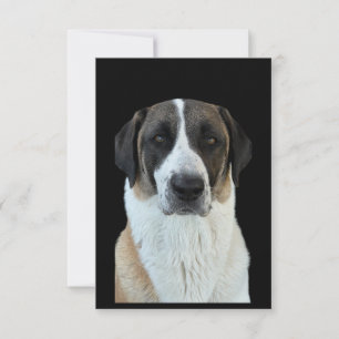 Anatolian Shepherd Thank You Card