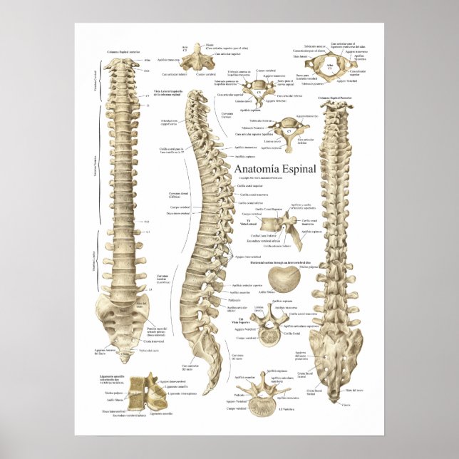 Anatomia Espinal Poster Spanish Spine Anatomy (Front)