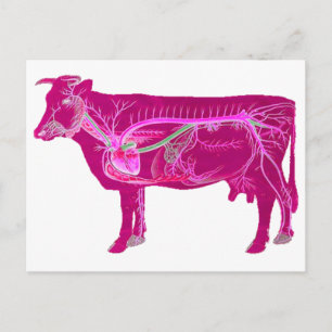 Anatomical Cute Cow Postcard