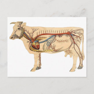 Anatomical Cute Cow Postcard