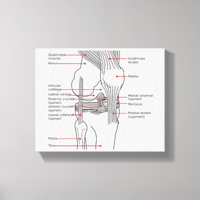 Anatomical Diagram human right knee joint Canvas Print (Front)