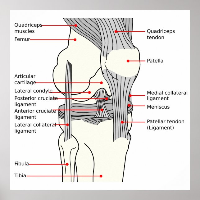 Anatomical Diagram human right knee joint Poster (Front)