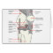 Anatomical Diagram of a Human Right Knee Joint