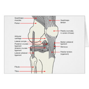 Anatomical Diagram of a Human Right Knee Joint