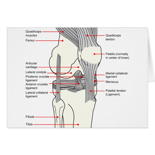 Anatomical Diagram of a Human Right Knee Joint (Front Horizontal)