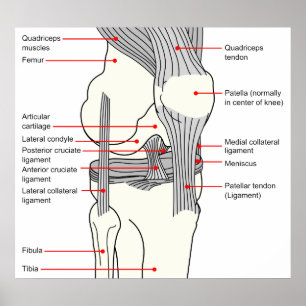 Anatomical Diagram of a Human Right Knee Joint Poster