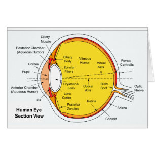 Anatomical Diagram of the Human Eye Ball
