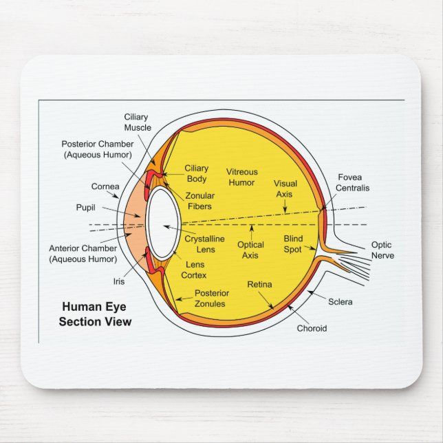 Anatomical Diagram of the Human Eye Ball Mouse Mat (Front)