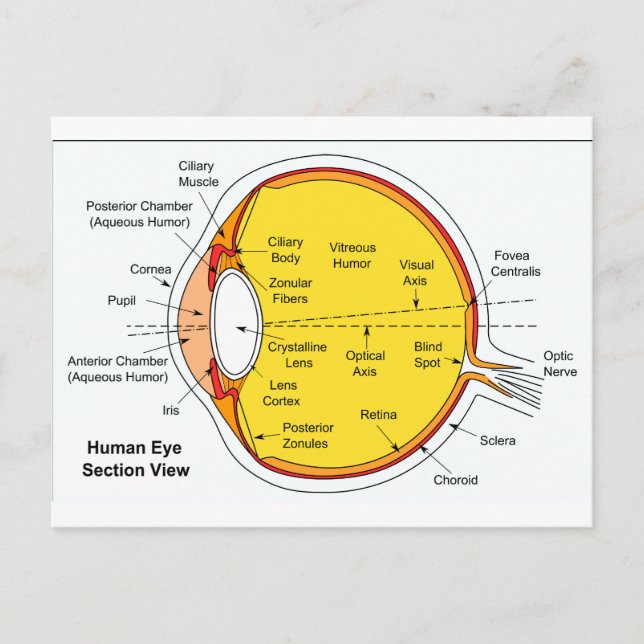 Anatomical Diagram of the Human Eye Ball Postcard (Front)