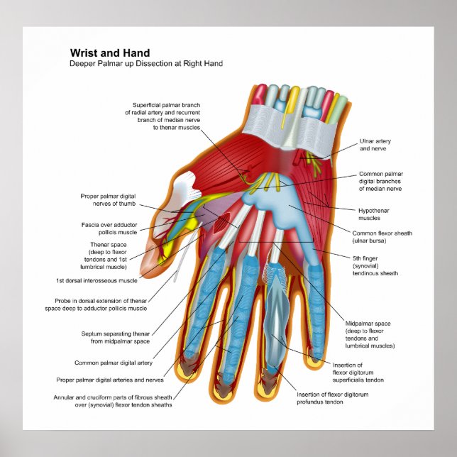 Anatomical Diagram of the Human Hand and Wrist Poster (Front)