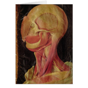 Anatomical drawing of the human head