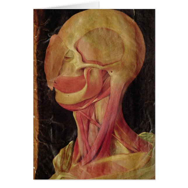 Anatomical drawing of the human head (Front)