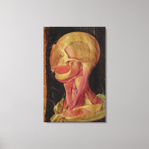 Anatomical drawing of the human head canvas print