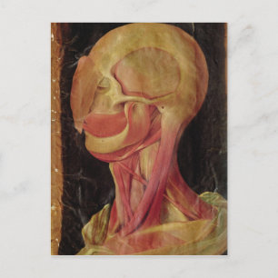Anatomical drawing of the human head postcard
