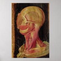 Anatomical drawing of the human head