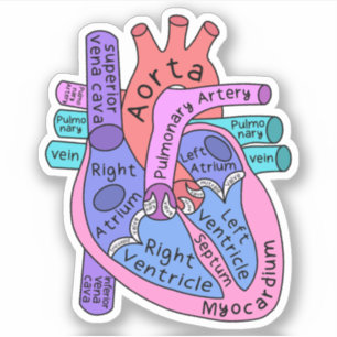 Anatomical Heart Cardiac Nurse Practitioner