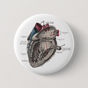 Anatomical Heart Diagram 6 Cm Round Badge