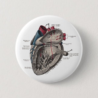 Anatomical Heart Diagram 6 Cm Round Badge