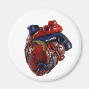 Anatomical Heart Magnet