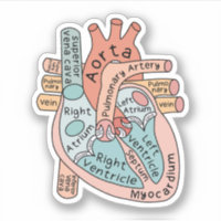 Anatomical Heart Sticker, Cardiac ICU Nurse Gift