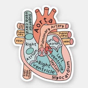 Anatomical Heart Sticker, Cardiac ICU Nurse Gift