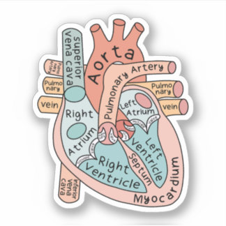 Anatomical Heart Sticker, Cardiac ICU Nurse Gift