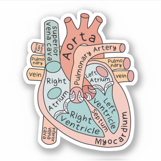 Anatomical Heart Sticker, Cardiac ICU Nurse Gift (Front)