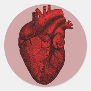 Anatomical Human Heart Classic Round Sticker