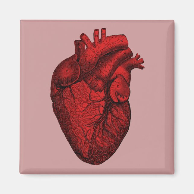 Anatomical Human Heart Magnet (Front)