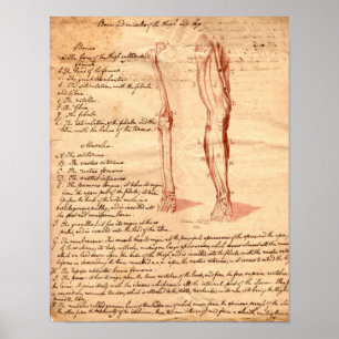 Anatomical Sketch Poster