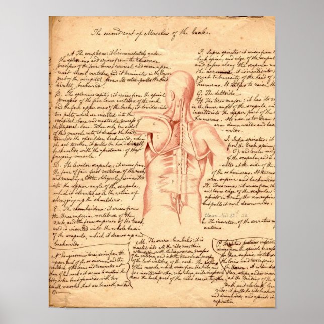 Anatomical Sketch Poster (Front)