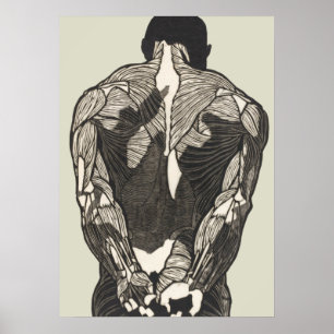 Anatomical study of a man's back muscles poster