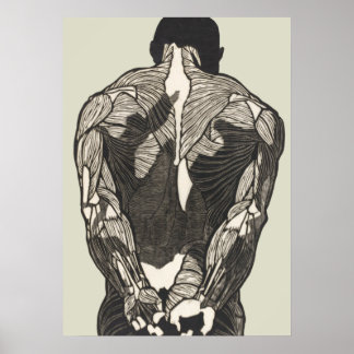 Anatomical study of a man's back muscles poster