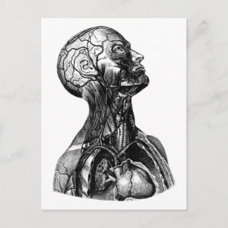 Anatomical Torso Drawing Postcard