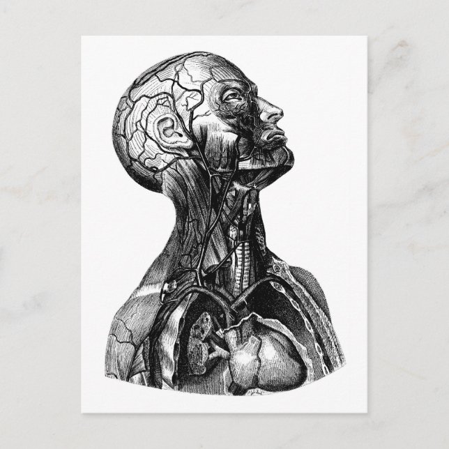 Anatomical Torso Drawing Postcard (Front)
