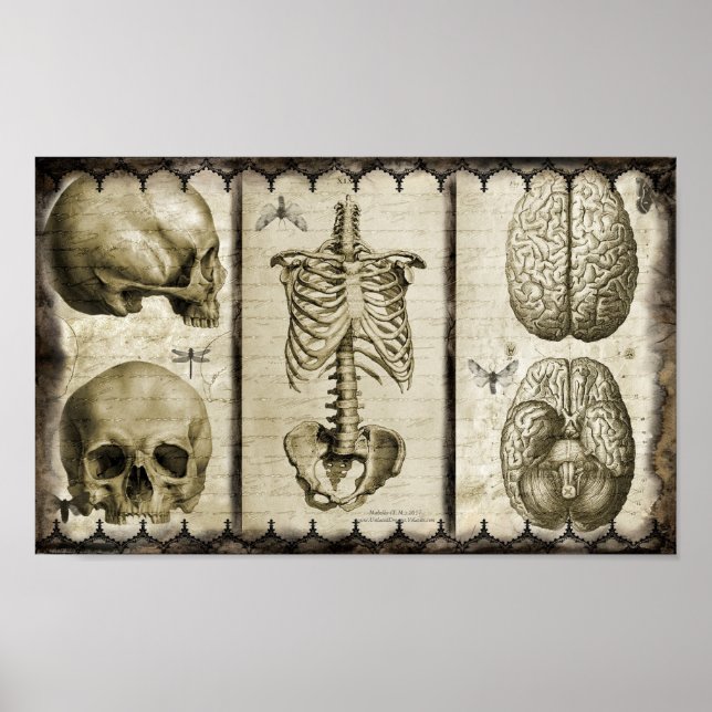 Anatomise Poster (Front)