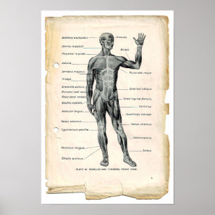 Anatomy Anterior Poster
