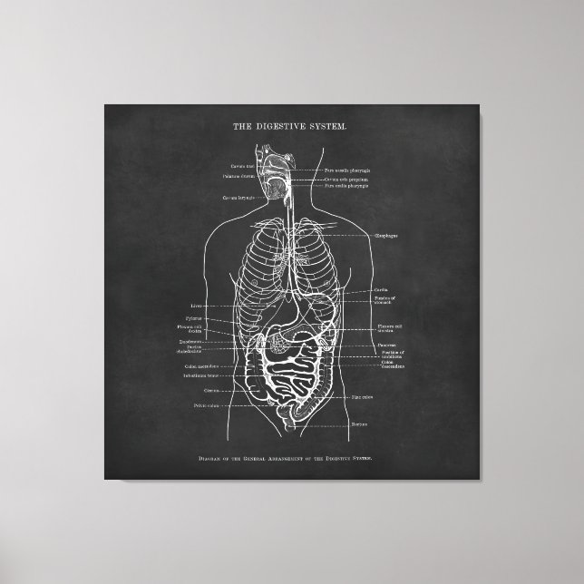 Anatomy Art Digestive System Doctor Office Decor (Front)