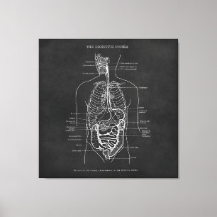 Anatomy Art Digestive System Doctor Office Decor