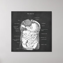 Anatomy Art Intestine Gastroenterologist Decor