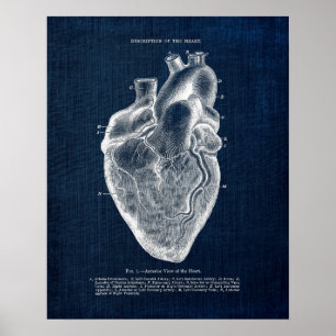 Anatomy Art no. 1  Anterior View of Human Heart Poster