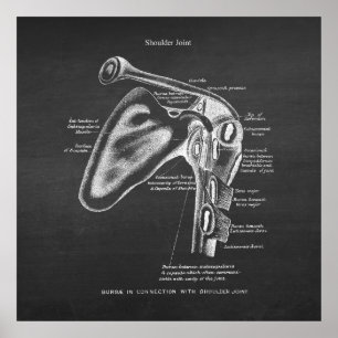 Anatomy Art No.1 Shoulder Joint Poster