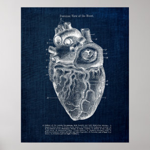 Anatomy Art no. 2  Posterior View of Human Heart Poster