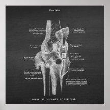 Anatomy Art no. 5 Knee Joint